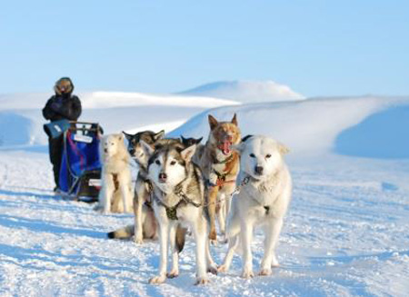 爵達旅程隆重推出全新極地之旅 探索雪白國度