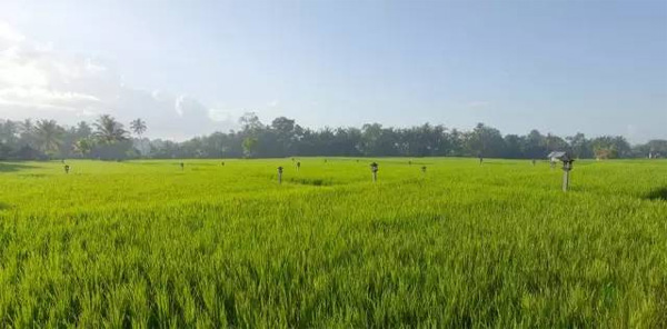 巴厘島烏布塔娜伽嘉Chedi Club，文青范度假