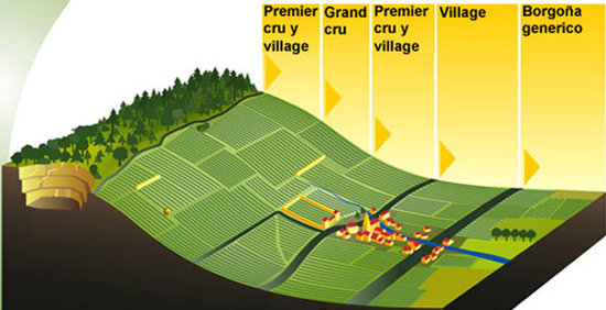 最好的勃艮第葡萄園通常位于山腰部位，山頂和山底的田地次之