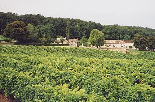 圖片來源：Cognac Vineyard