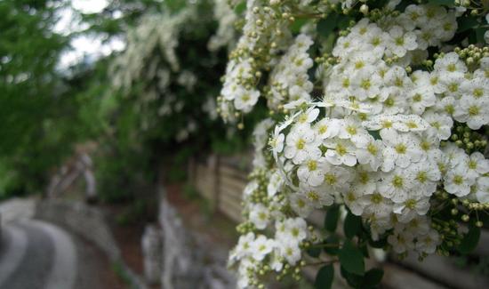 瓊花掩映的幽靜小路