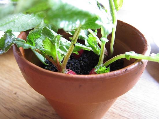 Radish， soil and grass 小蘿卜、土和草