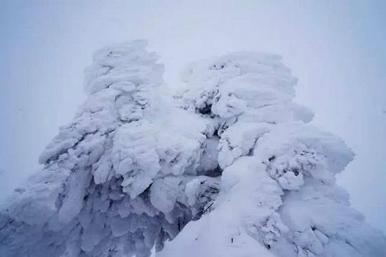 日本東北山形藏王看樹冰