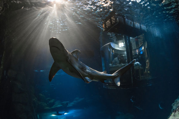 中國情侶入住Airbnb巴黎水族館，和鯊魚“共眠”