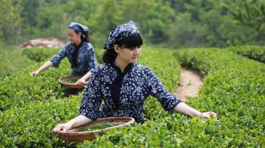 悟千年茶道，品八域龍井，一文讀懂龍井茶怎么選？