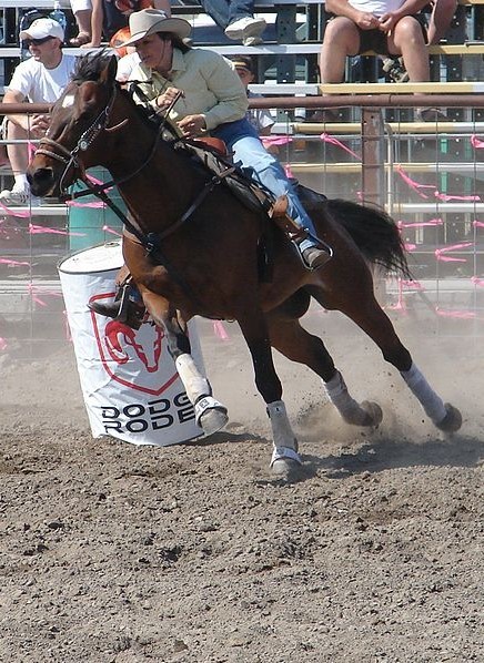 世界名馬介紹之夸特馬,世界十大名馬排行榜top2