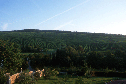 雷司令(Riesling)的重要產(chǎn)區(qū)在德國